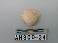 藏品(貝類)的圖片